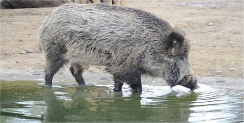 Boar