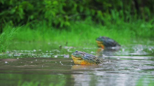 Huge Male African Bullfrog Approaching Female In The Mating Season ...