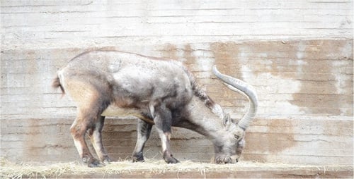 Majestic Markhor Goat Eating in Captivity