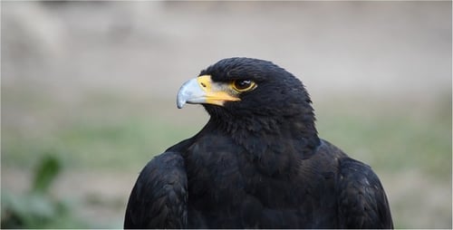 Close up of Black Eagle Staring at Camera