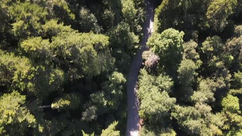 Auto fahren Wald