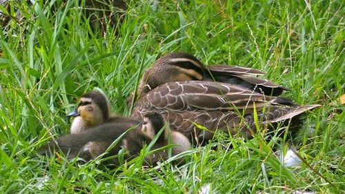 Duck Protecting Ducklings in Grass Nest