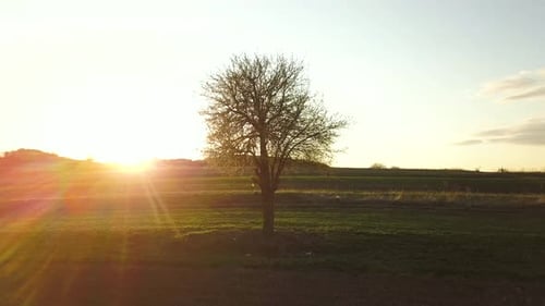 Big green tree growing alone in spring field in orange evening sunlight at sunset.