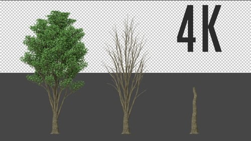 Heartwood Tree Growing