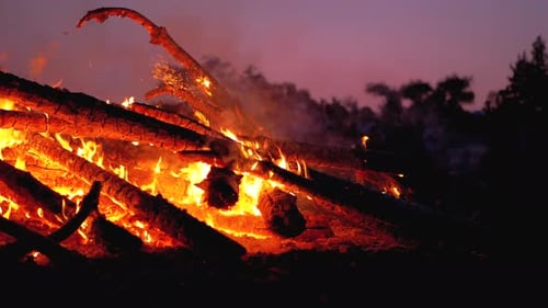 Big Campfire of the Branches Burn at Night in the Forest. Slow Motion