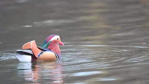 Nahaufnahme eines bunten männlichen Mandarinenten, der in einem Fluss schwimmt