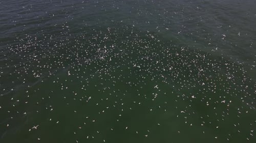 Massive Flock of Birds Flying Over the Ocean