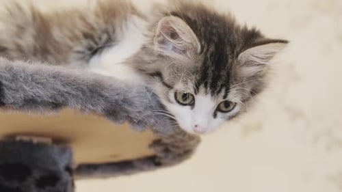 Gray Kitten Resting on a Cat Perch
