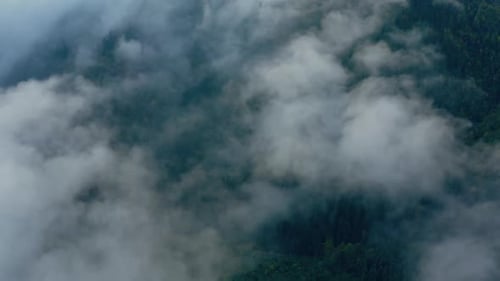 Cloudy Forest Aerial Landscape View