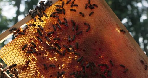 Shot of Hive Wax Bee Frame Bees Produce Fresh Healthy Honey Hard Working Large Number of Insects
