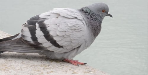 Gray Pigeon Standing On Ledge In The City