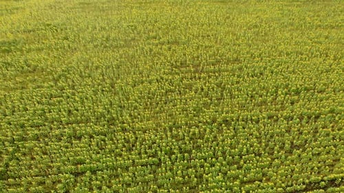 A Bright Field Full of Sunflowers - Aerial