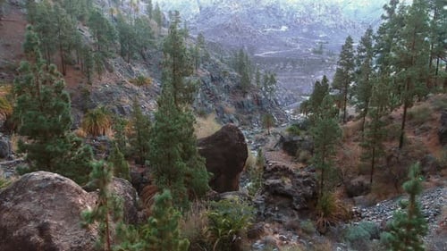 Mountain Canyon with Lush Pine Trees and Stream
