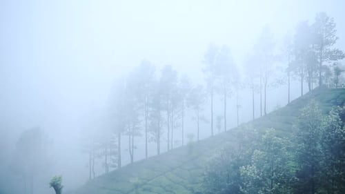 Un
vent violent frappe les arbres et la plantation de thé sur la pente ascendante d'une colline à Munnar. -plan large