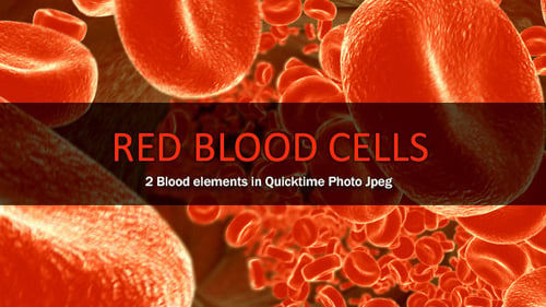 Red Blood Cells Flowing Through Vein in Detailed 3D Animation