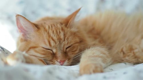 Orange Cat Sleeping Peacefully on Bed
