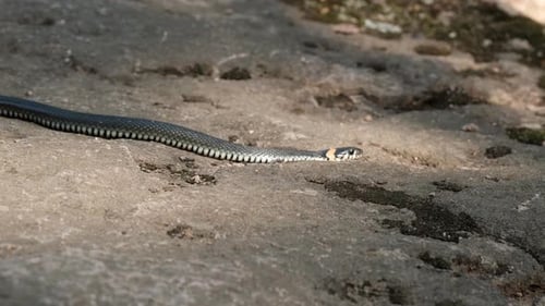 Slow Motion of the Snake Crawls on the Rocks in Search of Prey