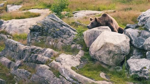 A Brown Bear Resting On The Rocks In The Field - wide shot