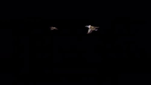 Asian Vultures - Himalayan Griffons - Two Raptor Birds - Flying Around - 4K Transparent Loop