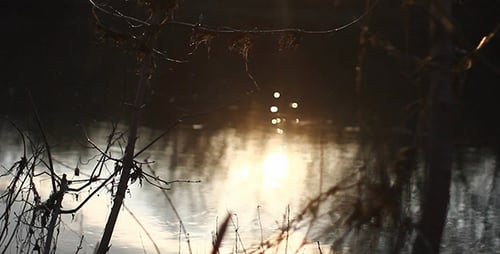 Bush Branches And Sunshine Bokeh In River Water