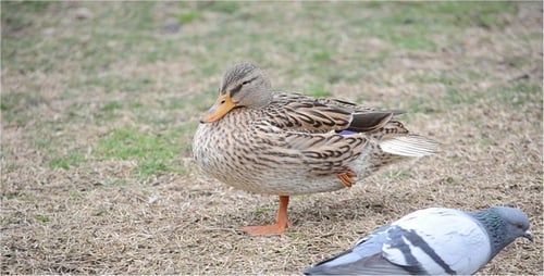 Duck Stands on One Leg Grooming Feathers