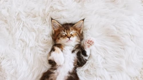 Adorable Kitten Sleeping on Fluffy White Rug