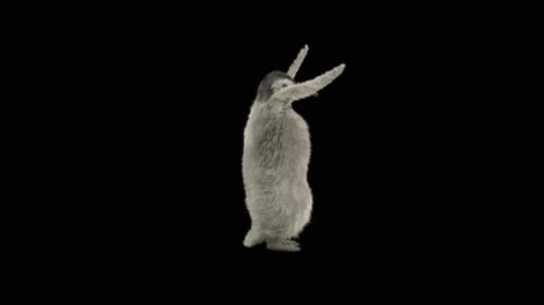 78 Penguin Dancing HD