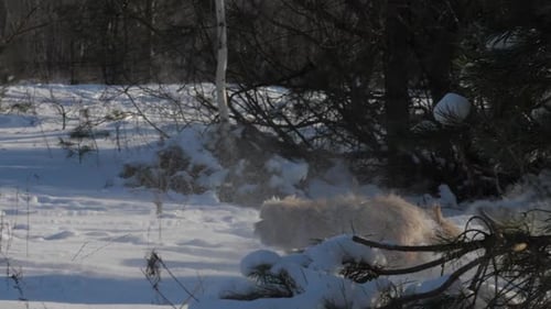 Dog Runs and Plays in the Winter Snow