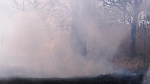 Firefighters in Equipment Extinguish Forest Fire with Fire Hose. Slow Motion