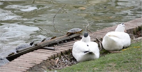 Turtles and Ducks Relaxing by a Pond