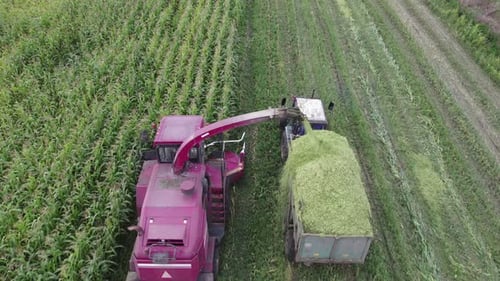 Combine Harvester Harvesting Crops in Green Rural Field