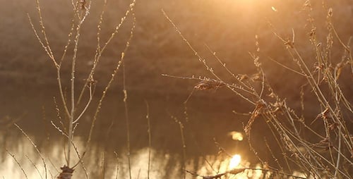 Buschzweige Sonnenschein Bokeh Reflexion Im Fluss
