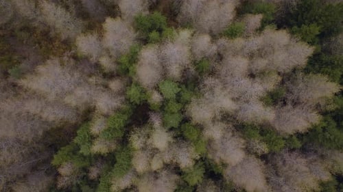 Overhead View Of Larch Trees In The Forest. - aerial descend