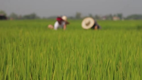 Workers in a rice field in Northern Thailand.