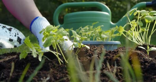Farmer Plants Seedlings of Cucumber Seedlings in the Soil in the Garden