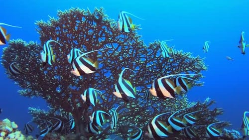 Bannerfish Swarming Coral in Clear Blue Ocean