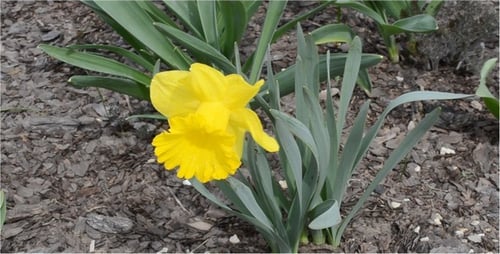 Tulips 2