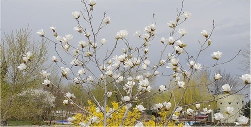 Spring 5