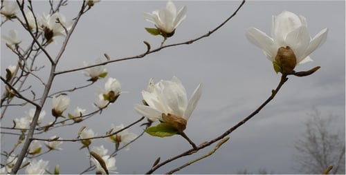Spring 6