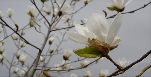 Spring 7
