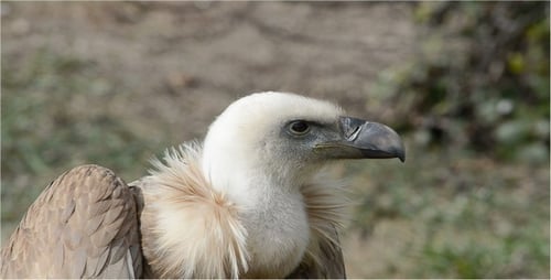 Griffon Vulture Close Up in Natural Setting