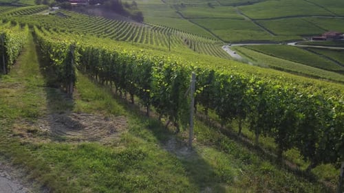 Weinberge