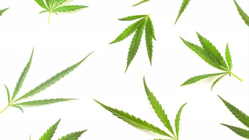 Ralentissement de jeunes feuilles de marijuana vertes fraîches sur fond blanc en gros plan
