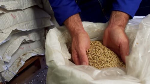 Brewer checking grains 4k