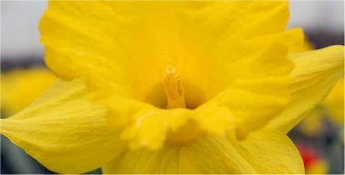 Flower 3