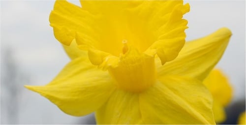 Bright Yellow Daffodil Blooming in Spring