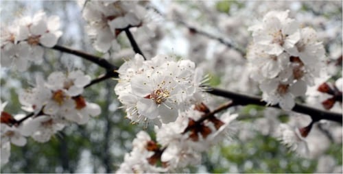 Blume 7