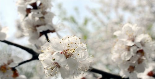 Blume 8
