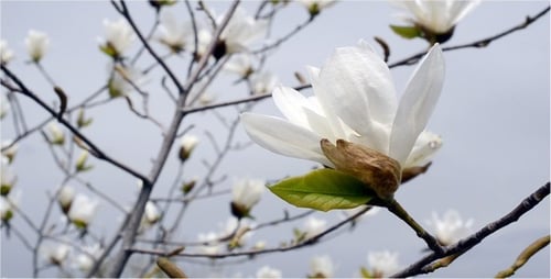 Flower 11
