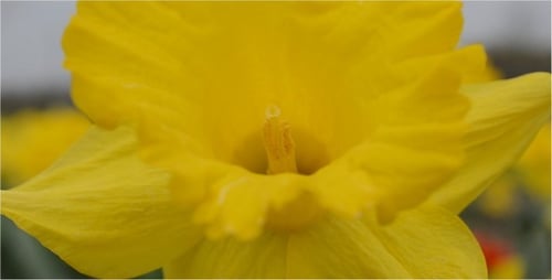 Flower 16